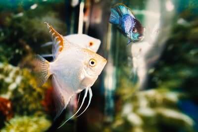 Do Angelfish Eat Other Fish?