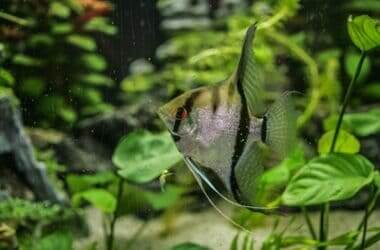 angelfish adaptations for survival