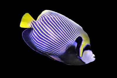 angelfish colors fading