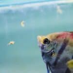 angelfish diet and nutrition