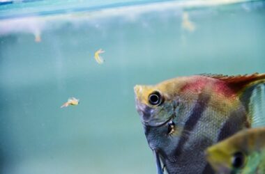 angelfish diet and nutrition