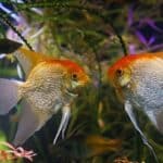 angelfish dominance