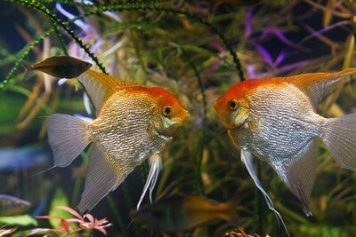 angelfish dominance