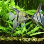 angelfish kissing or biting