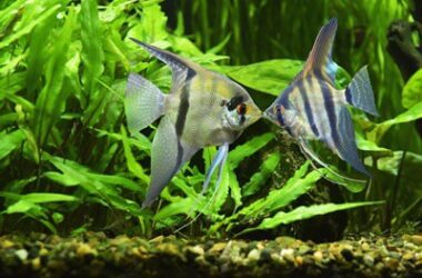 angelfish kissing or biting