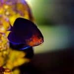 angelfish velvet disease treatment