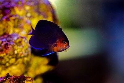 angelfish velvet disease treatment