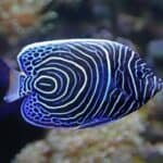 average lifespan of an angelfish