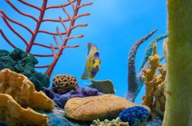 can angelfish eggs survive without parents?