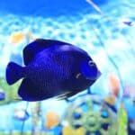 do angelfish do better in pairs?