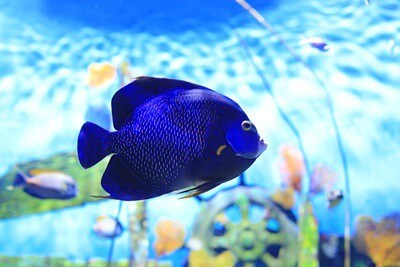 do angelfish do better in pairs?