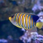 do angelfish get fat?