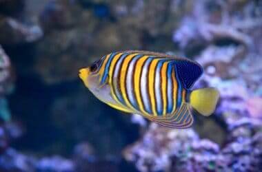 do angelfish get fat?