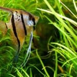 do angelfish need live plants?