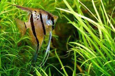 do angelfish need live plants?