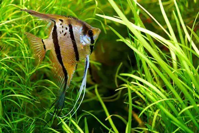 do angelfish need live plants?