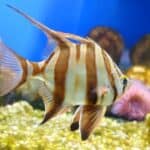 does ammonia burn angelfish?