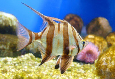 Are Angelfish Sensitive To Ammonia? — Just Fishkeeping