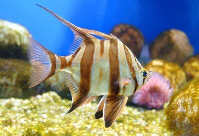 does ammonia burn angelfish?