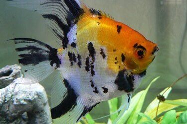 fertile vs infertile angelfish eggs