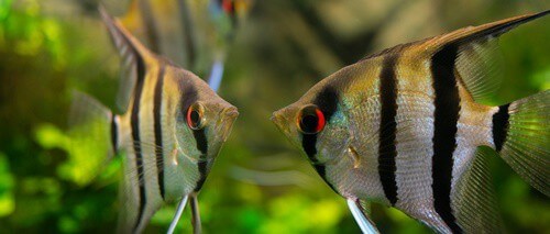how do I get my angelfish to breed?