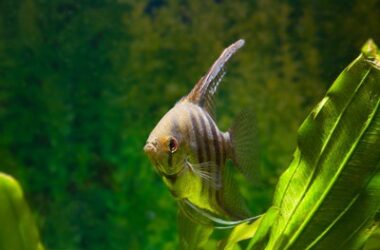 how long do angelfish sleep?