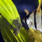 how long do angelfish take to grow?