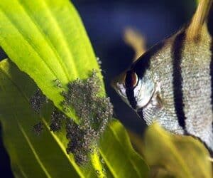 how long do angelfish take to grow?