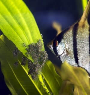 how long do angelfish take to grow?
