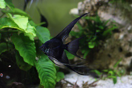 how often do angelfish lay eggs?