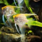 how to cure fin rot in angelfish