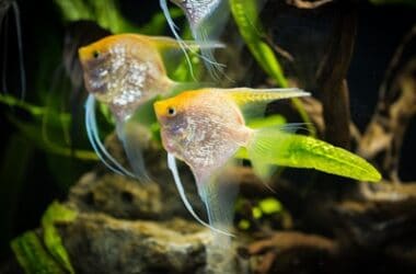 how to cure fin rot in angelfish