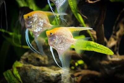 How To Treat Fin Rot in Angelfish — Just Fishkeeping