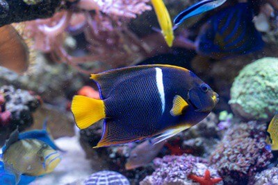 how to tell how old an angelfish is