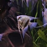 introducing new angelfish