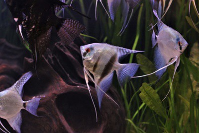 introducing new angelfish