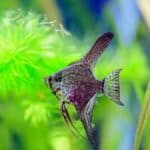 signs of too much oxygen in a fish tank