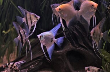 water changes for angelfish