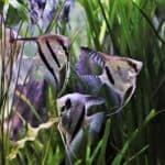 what causes swim bladder disease in angelfish?