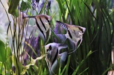 what causes swim bladder disease in angelfish?