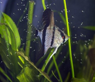 what do you feed baby angelfish?