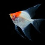 what does it mean when a fish has red eyes?