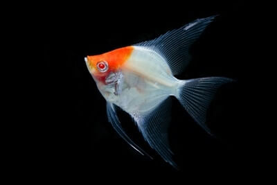 what does it mean when a fish has red eyes?