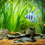 what fish are good tank mates for angelfish?