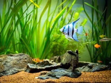 what fish are good tank mates for angelfish?