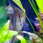 Do Angelfish Need Hiding Spots?