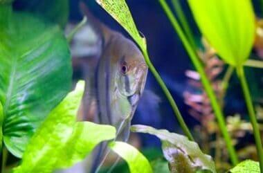 Do Angelfish Need Hiding Spots?