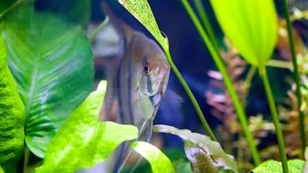 Do Angelfish Need Hiding Spots?