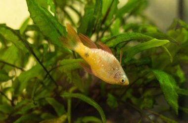 Do Fish Know When Other Fish Die?