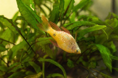 Do Fish Know When Other Fish Die?